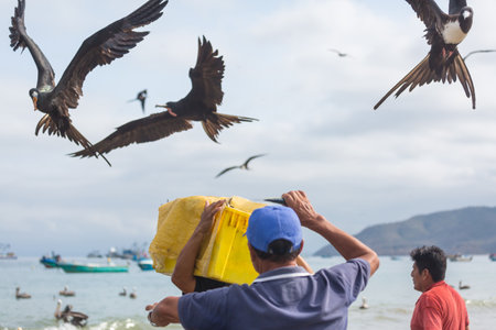 Frigatebirds stealing fish from the fisherman in Equadorの写真素材