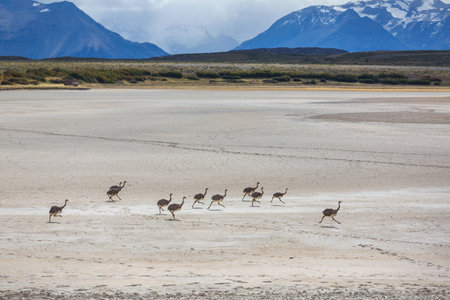 Wild Ostrich in savannahの写真素材
