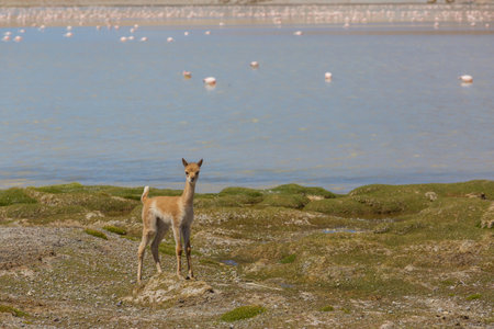 Wild vicunas on the Altiplano in Northern Chile, South Americaの写真素材