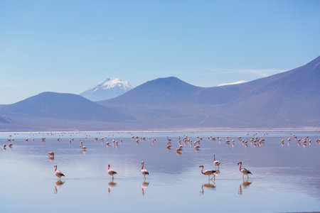 Flamingos on Altiplano, South Americaの写真素材