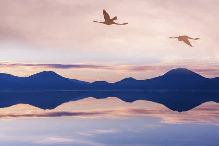 Flamingos flying on Altiplano, South Americaの写真素材
