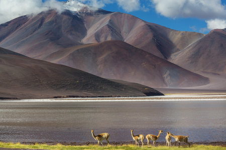 Wild vicunas on the Altiplano in Northern Chile, South Americaの写真素材