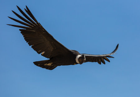Flying condor in the Patagonia, South Americaの写真素材