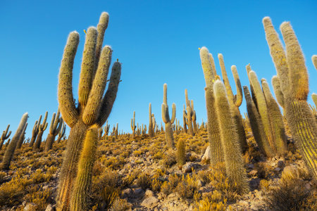Giant cactus forest in  Altiplano, Chile.. Surreal natural landscapes in Northern Chile, Atacama region, South Americaの写真素材