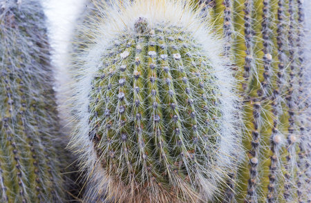 Giant cactus forest in  Altiplano, Chile.. Surreal natural landscapes in Northern Chile, Atacama region, South Americaの写真素材