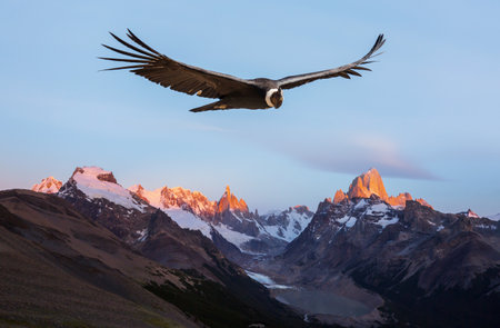 Flying condor in the Patagonia, South Americaの写真素材