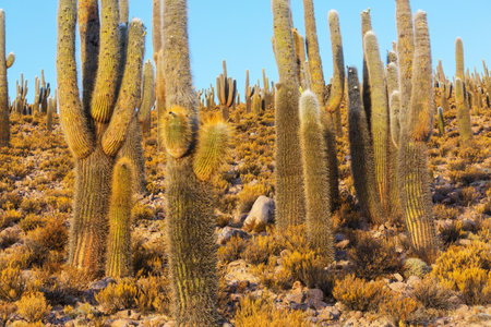 Giant cactus forest in  Altiplano, Chile.. Surreal natural landscapes in Northern Chile, Atacama region, South Americaの写真素材