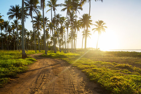 Beautiful summer landscapes on the tropical beach. Vacation background.の写真素材