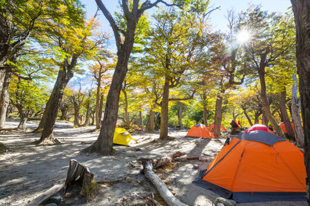 tents in summer camping in green forestの写真素材