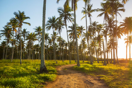 Beautiful summer landscapes on the tropical beach. Vacation background.の写真素材