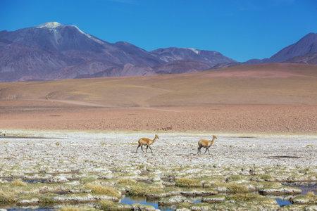 Wild vicunas on the Altiplano in Northern Chile, South Americaの写真素材