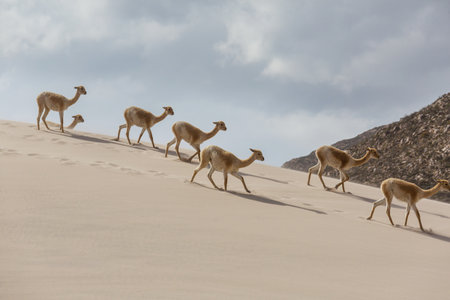 Wild vicunas on the Altiplano in Northern Chile, South Americaの写真素材