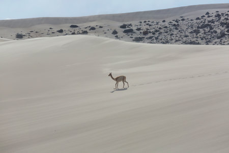 Wild vicunas on the Altiplano in Northern Chile, South Americaの写真素材