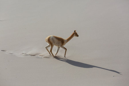 Wild vicunas on the Altiplano in Northern Chile, South Americaの写真素材