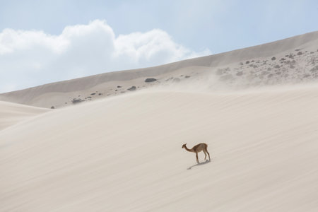 Wild vicunas on the Altiplano in Northern Chile, South Americaの写真素材