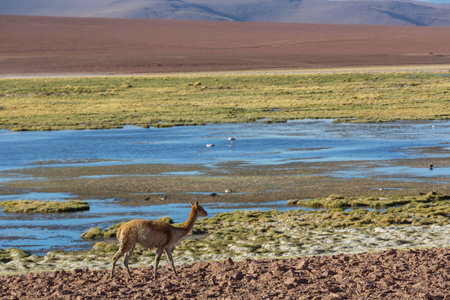 Wild vicunas on the Altiplano in Northern Chile, South Americaの写真素材