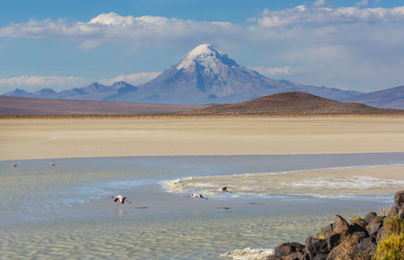 Flamingo in the lake of Bolivian Altiplano wildlife nature wildernessの写真素材