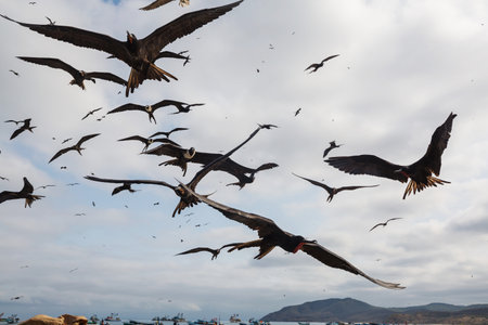 Frigates and pelicans flying in the blue sky, Equador, Pacific coastの写真素材