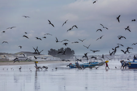 Frigatebirds stealing fish from the fisherman in Equadorの写真素材