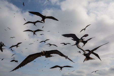 Frigates and pelicans flying in the blue sky, Equador, Pacific coastの写真素材