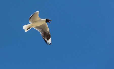 Sea gull in New Zealand coastの写真素材