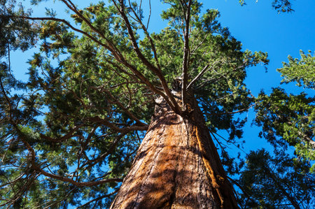 A beautiful forest of giant sequoias in California, USAの写真素材