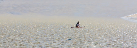 Flamingo in the lake of Bolivian Altiplano wildlife nature wildernessの写真素材