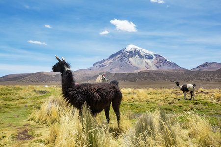 Llama in the pasture in Peru, South Americaの写真素材