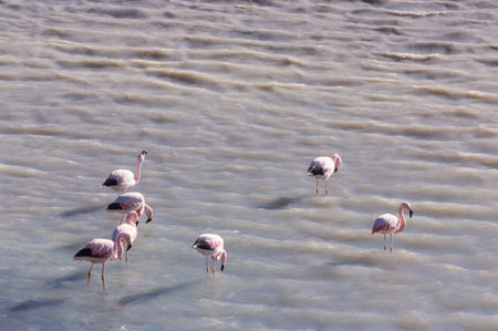 Flamingo in the lake of Bolivian Altiplano wildlife nature wildernessの写真素材