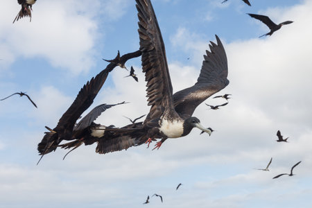Frigates and pelicans flying in the blue sky, Equador, Pacific coastの写真素材
