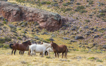Horses on the meadowの写真素材