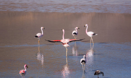 Flamingo in the lake of Bolivian Altiplano wildlife nature wildernessの写真素材