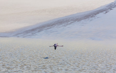 Flamingo in the lake of Bolivian Altiplano wildlife nature wildernessの写真素材