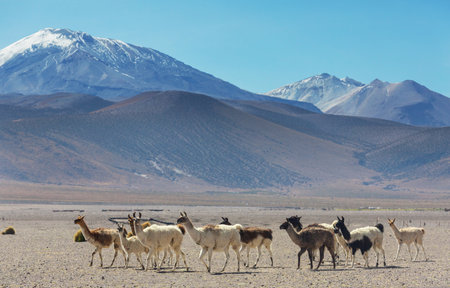 Llama in the pasture in Peru, South Americaの写真素材