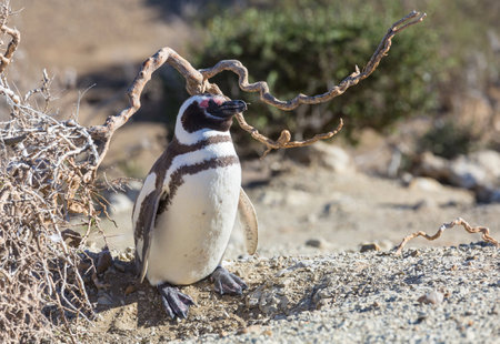 Magellanic Penguin (Spheniscus magellanicus) in Patagonia, Argentina.の写真素材