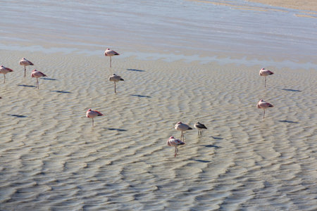 Flamingo in the lake of Bolivian Altiplano wildlife nature wildernessの写真素材