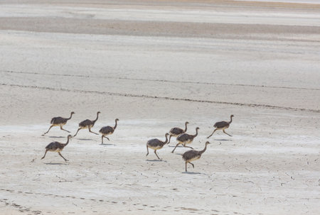 Wild Ostrich in savannahの写真素材