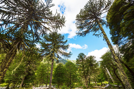 Unusual Araucaria (Araucaria araucana) trees in Andes mountains, Chileの写真素材