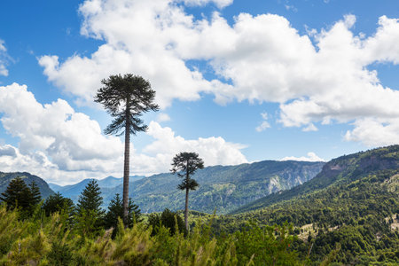 Unusual Araucaria (Araucaria araucana) trees in Andes mountains, Chileの写真素材