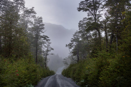 South rain forest alomg Carretera Austral in Chile, South Americaの写真素材