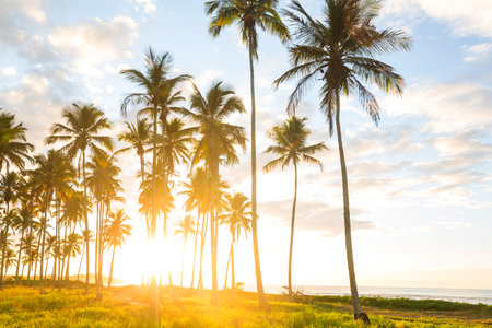 Beautiful summer landscapes  on the tropical beach. Vacation background.の写真素材