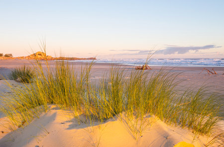 Sand dunes on the ocean beach. Sunrise scene on the Atlantic Ocean coast.の写真素材