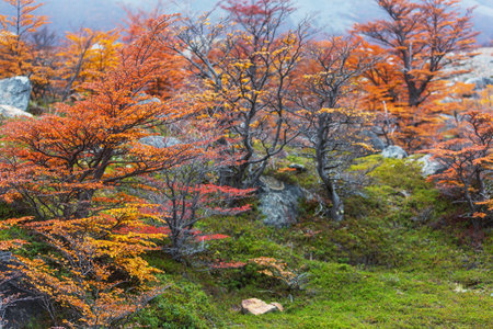Colorful autumn leaves in a sunny forest. Autumn natural backgroundの写真素材