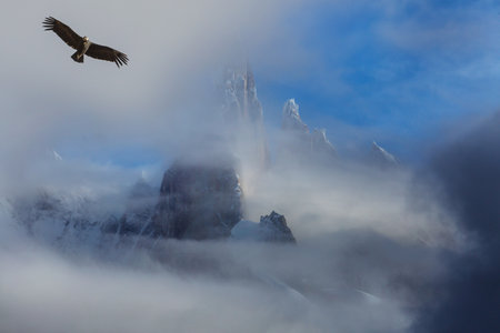 Flying condor in the Patagonia, South America