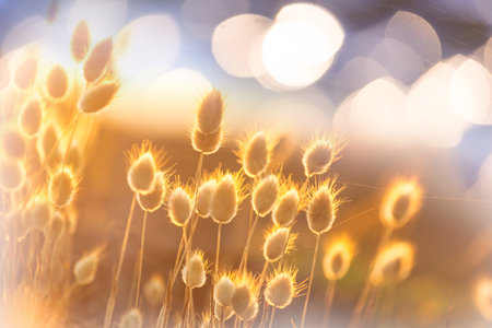 Sunny day on the flowers meadow. Beautiful natural background. Wild plants in nature.の写真素材