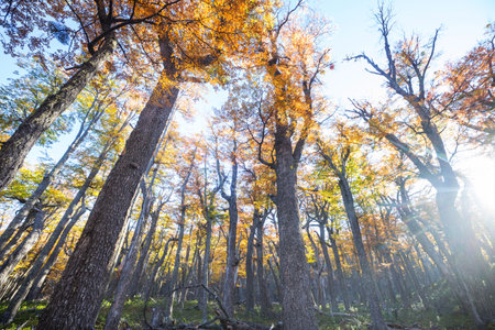 Colorful autumn leaves in a sunny forest. Autumn natural backgroundの写真素材
