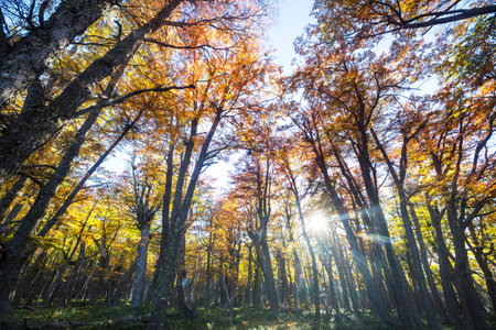 Colorful autumn leaves in a sunny forest. Autumn natural backgroundの写真素材