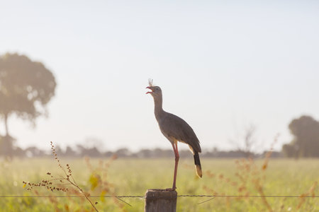 curious bird cariama cristata or seriemaの写真素材