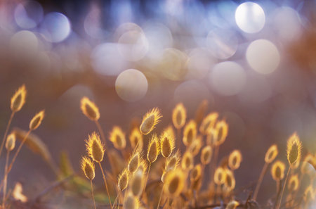 Sunny day on the flowers meadow. Beautiful natural background. Wild plants in nature.の写真素材
