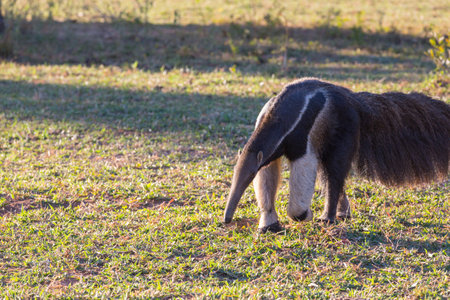 Anteater in Brazilian Pantanal, South Americaの写真素材